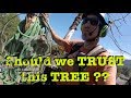 Should we TRUST this TREE ???