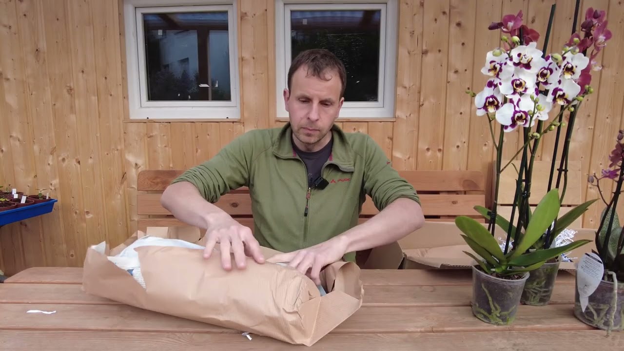 Le secret des orchidées de haute qualité Wichmann Phalaenopsis