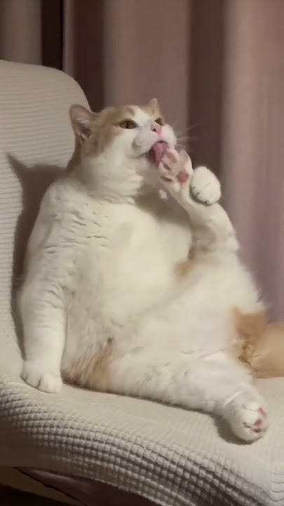 Cute baby animals Videos Compilation Cute moments of the Animals - #cute #dog #viral #animal