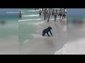 Bear runs swims at florida beach