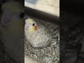 cocktail ke bachy