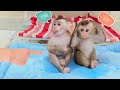Monkey Pupu and Puka hide from mom to take a bath together, discovered by mom!