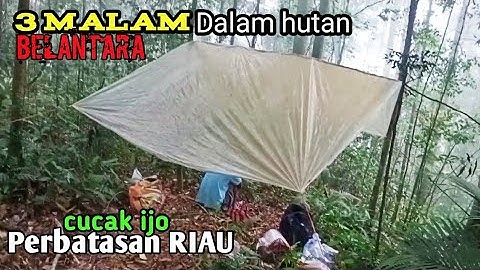 MIKAT CUCAK IJO,CUCAK RANTE DAN CUCAK IJO MINI DI PEDALAMAN HUTAN SUMATRA