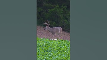 When to use a Grunt Call