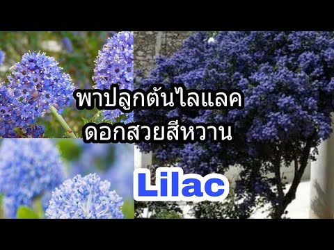 วีดีโอ: ปลูก California Lilac ที่ไหนปลูก California Lilac ในสวน