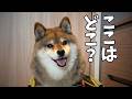 柴犬12歳が出荷?キャリーケースに閉じ込められて運搬された場所は・・・。