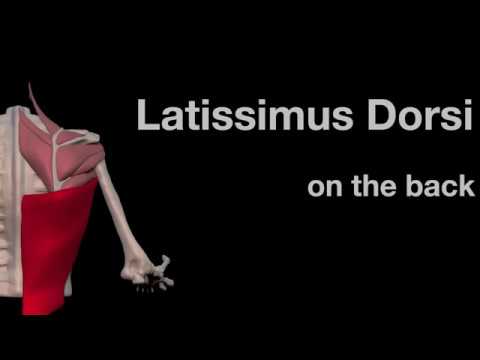 Video: Latissimus Dorsi Valu: Sümptomid, Põhjused Ja Harjutused