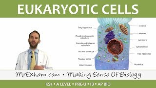 Eukaryotic Cell Structure - Organelles - Post 16 Biology (A Level, Pre-U, IB, AP Bio)
