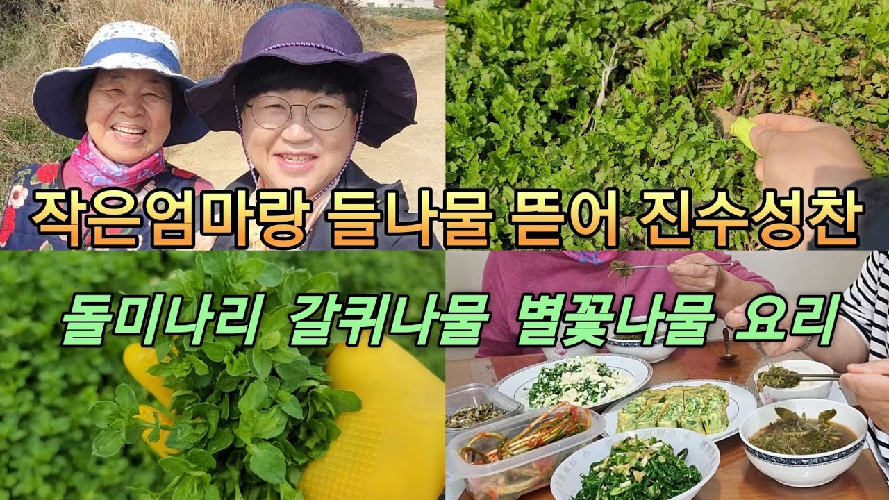 돌미나리 갈퀴나물 별꽃으로 차려낸 진수성찬! 별꽃의 새로운 요리!!작은엄마랑 꿀맛 식사