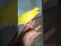 ببغاء الكاكاريكي Parrot Talkingparrot Bird Parrottalking 
