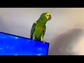 Happy Amazon Parrot Sang a Song #cute  #talkingparrot