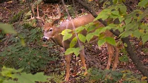 BIG BLUFF BUCKS in Wisconsin 150"+ Deer Harvested! Outdoor Secrets 2015 Show 4