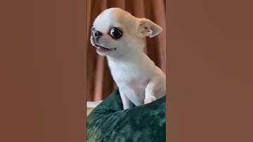Thumbnail of Chihuahua Comedy: When Furiosity Meets Humor 😄