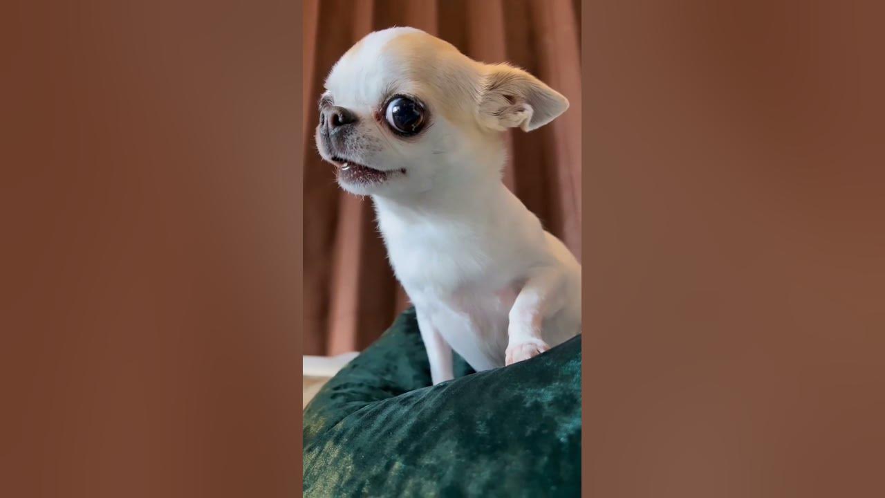 Chihuahua Comedy: When Furiosity Meets Humor 😄