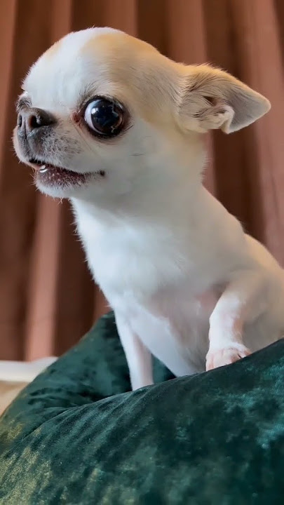 Chihuahua Comedy: When Furiosity Meets Humor 😄