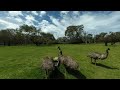 Emus drinking at Cleland Wildlife Park South Australia 3D VR180