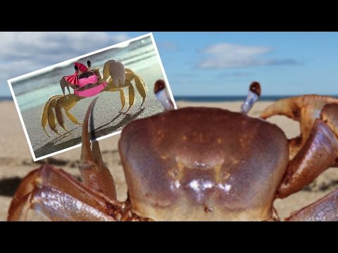 Single Crab Problems