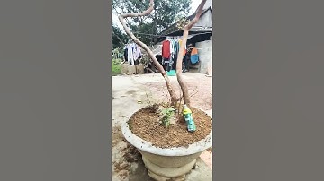 Sim Tím / Cây Sim Rừng Đã Thuần Chậu