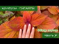 #7 Колеусы - Гиганты. Обзор сортов с названиями, 7 серия / 2024 / Garden Coleus