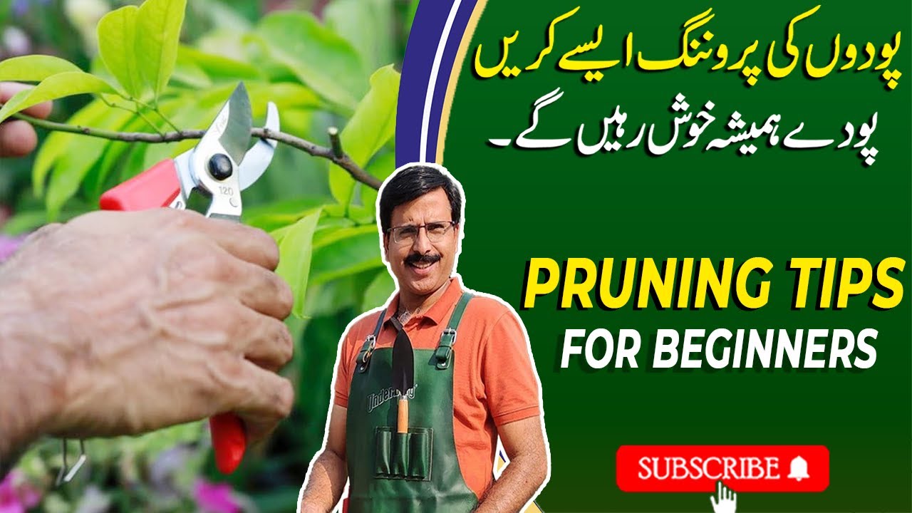 Arabian Jasmine Care And Pruning Tips | Gardening With Javed Iqbal