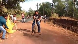 Monkey Catching In India Talent Jugaad