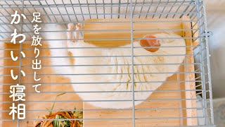 赤ちゃんチンチラの寝相がかわいすぎて寝たNo.165