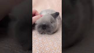 🐰🍼 Omg! Cute Lop Eared Baby Rabbit Confuses Everyone! Watch The Adorable Chaos Unfold! 🐰😂❤️