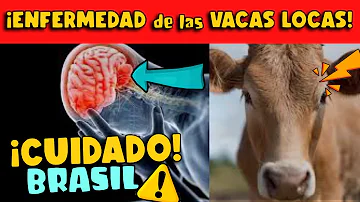 ¿Es común la enfermedad de las vacas locas en humanos?