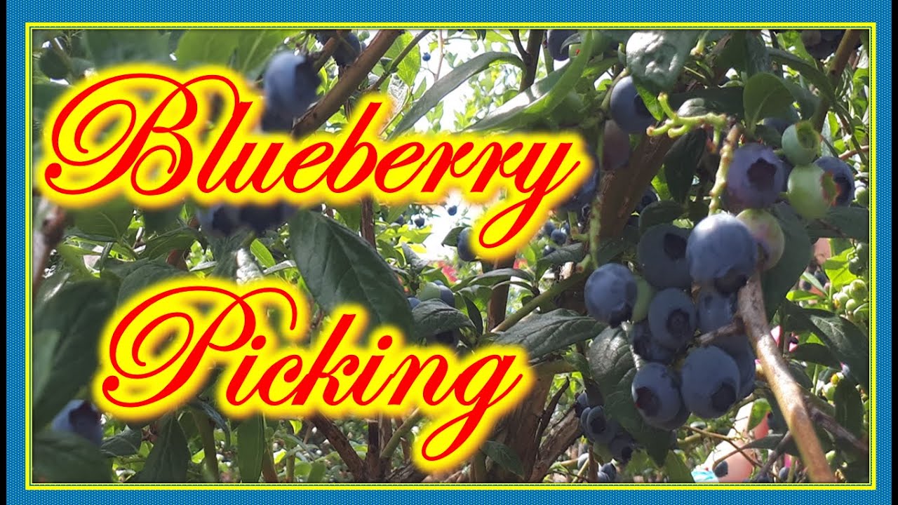 Blueberry Picking I Surrey Farm YouTube