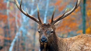 PA Elk Camera 1