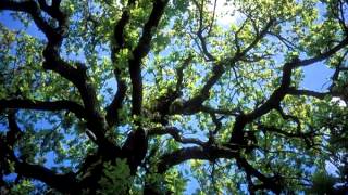 Download lagu Plum Village Song-15 Peace Is The Way