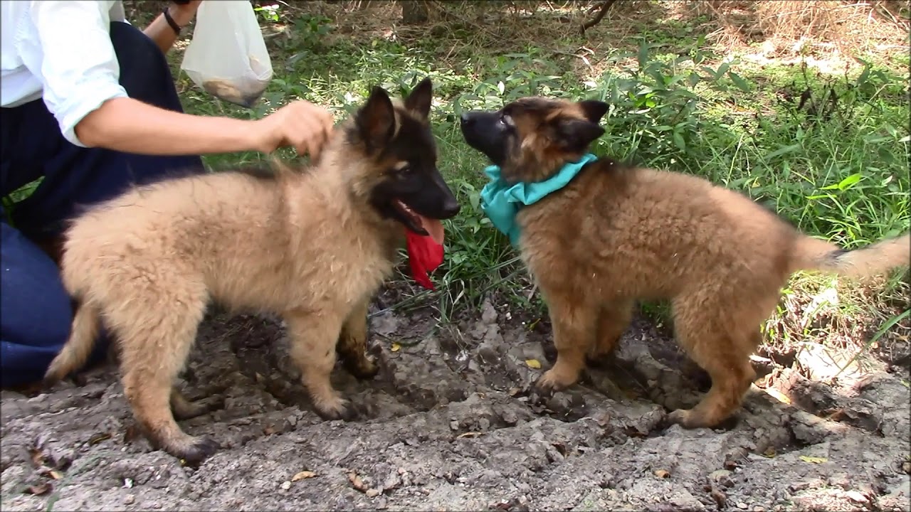 belgian shepherd dog tervueren