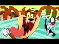 Looney Tunes en Latino | "Calamidad de Tasmania", con el Demonio de Tasmania