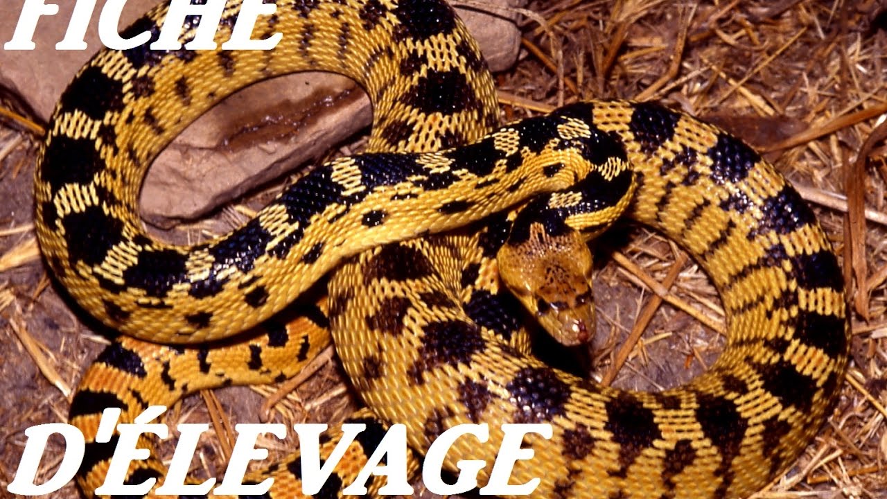 video phone beyonce mp3 Fiche d'élevage Pituophis, serpent taureau!