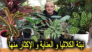 نبات الكلاثيا و طرق العناية و الاكثار منها