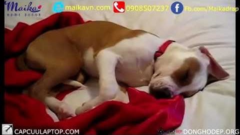 [ Thánh Lồng Tiếng ] Tập 189 :  Khi cả nhà ngủ Mớ