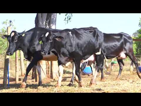 LOTE 18 6850CK 3126CJ 3125CJ