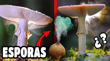 ¿Cómo identificar esporas de hongos?