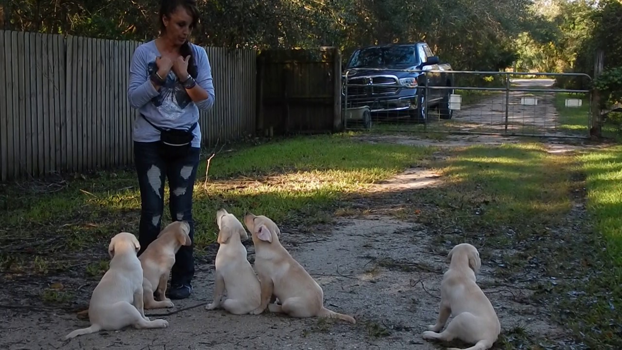 HOW TO TRAIN LABRADOR PUPPIES YouTube
