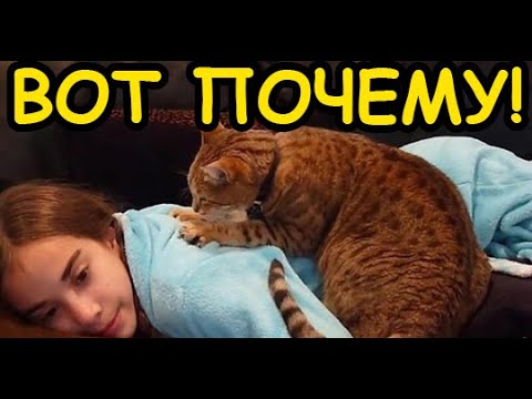 💥Почему КОШКА Топчет Нас ЛАПКАМИ? Учёные обьяснили почему!