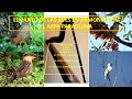 Popurrí de canto de Aves en armonía con el Arpa Paraguaya