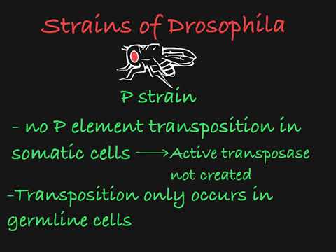 Video: Perlombaan Senjata Evolusioner Antara Elemen Transposable Dan PiRNA Di Drosophila Melanogaster