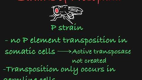 P-Elements Explained