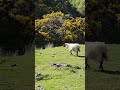 Sheep Sheep Sheep Sheep Sheep Sheep Sheep Sheep Sheep Sheep Sheep Sheep  #explore #nature #uk