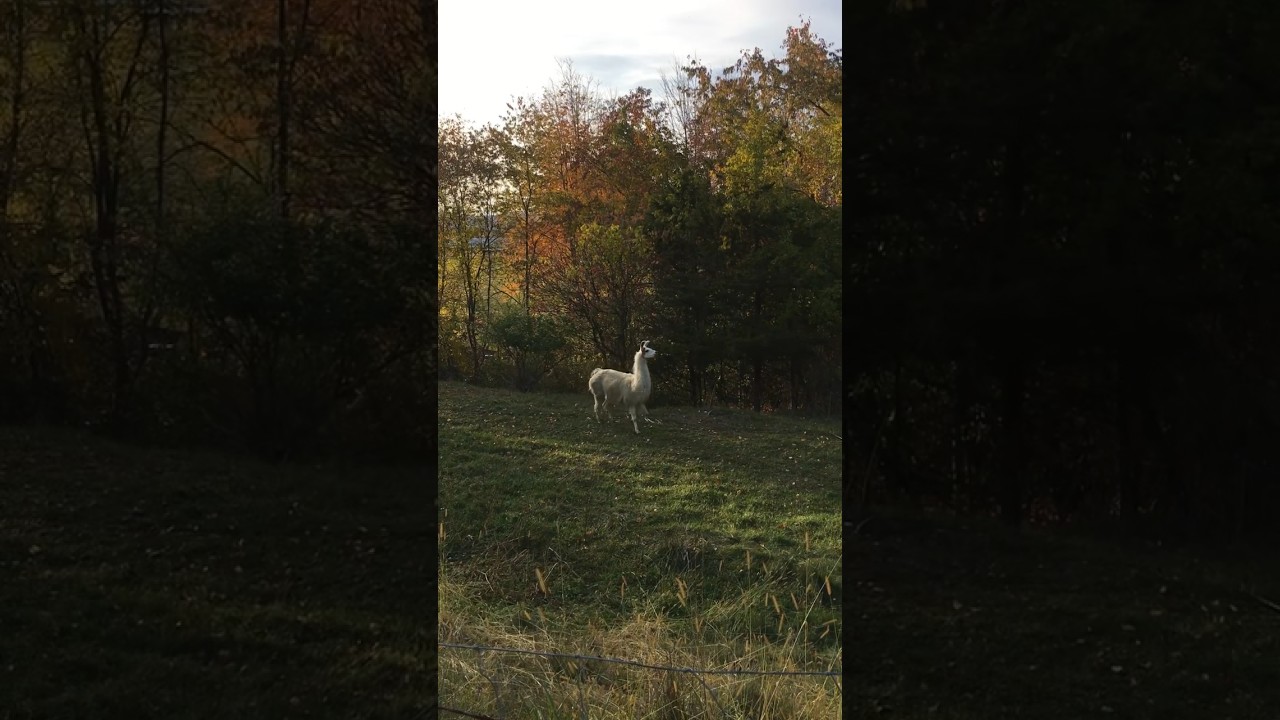 The llama (Lama glama) is taking care of sheep. 🥰💕❤️