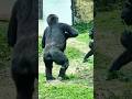 Jabali 向Ringo 拍胸 #gorilla #zoo