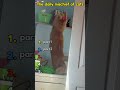 The daily mischief of cats.#cat #funny #daily