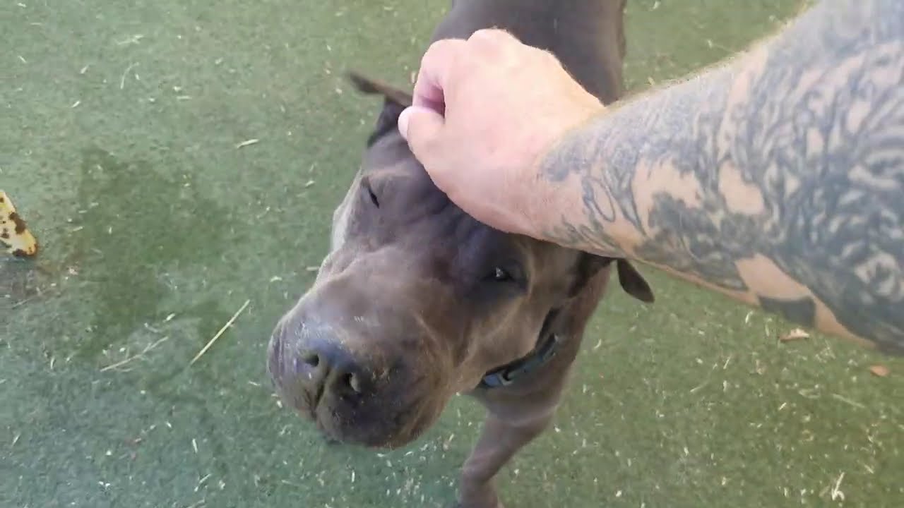 Playtime at Dogs On The Farm & Cats Too!