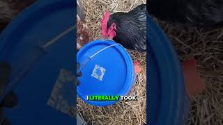 Come and clean the chicken coops with me #chickens #coop #farming #homestead #cleaningmotivation