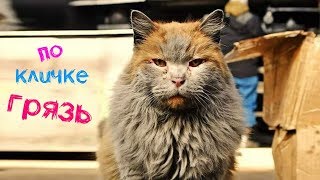 Кошка по кличке Грязь: очень чистая и одновременно грязная – Смешные кошки МатроскинТВ Кошка по кличке Грязь: очень чистая и одновременно грязная – Смешные кошки МатроскинТВ